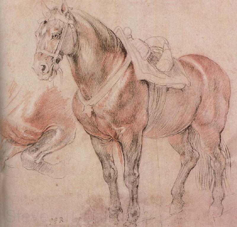 Peter Paul Rubens Horse Norge oil painting art